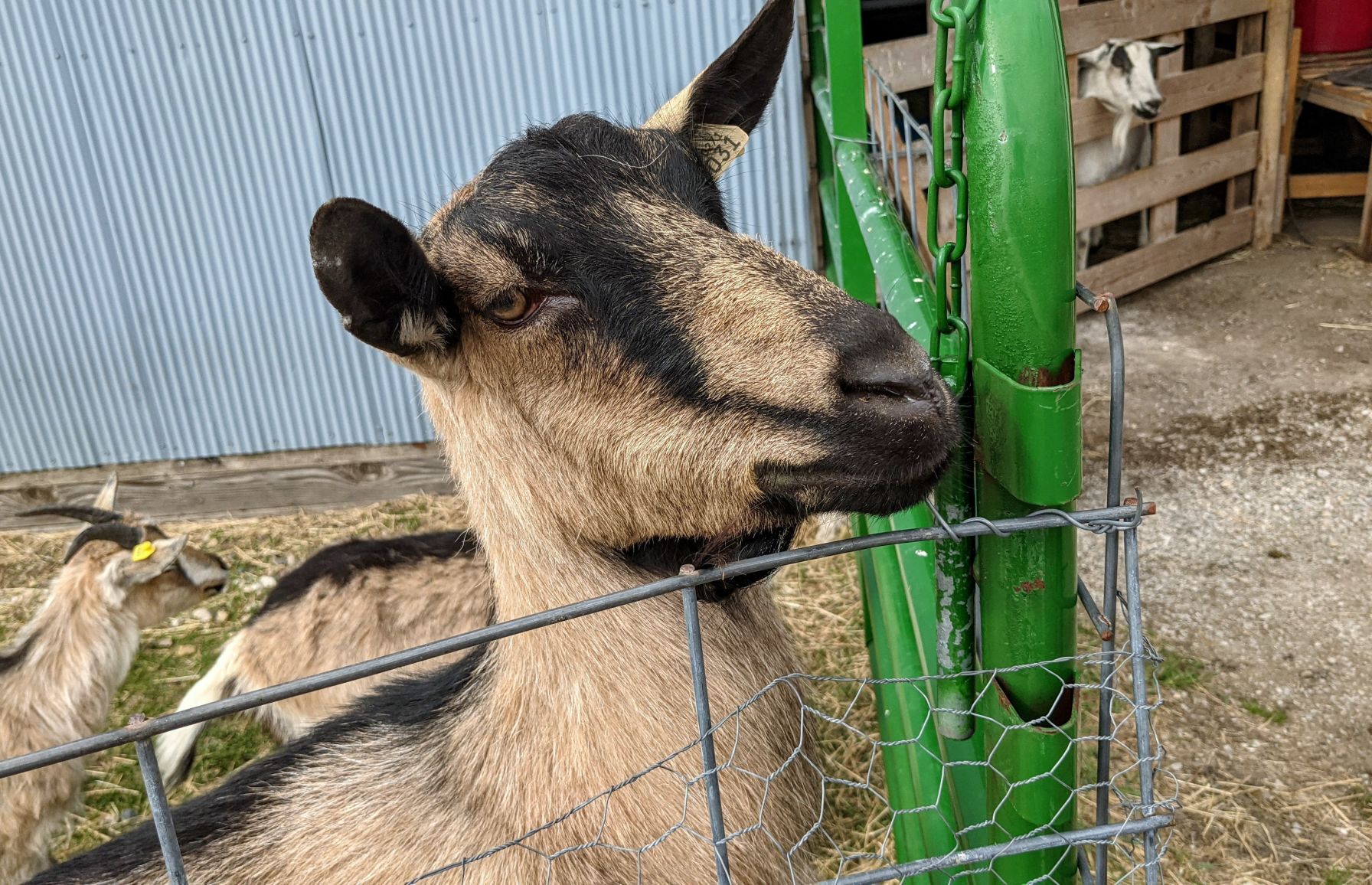 Goats on the Go 4.jpg